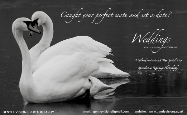 Gentle Visions Weddings